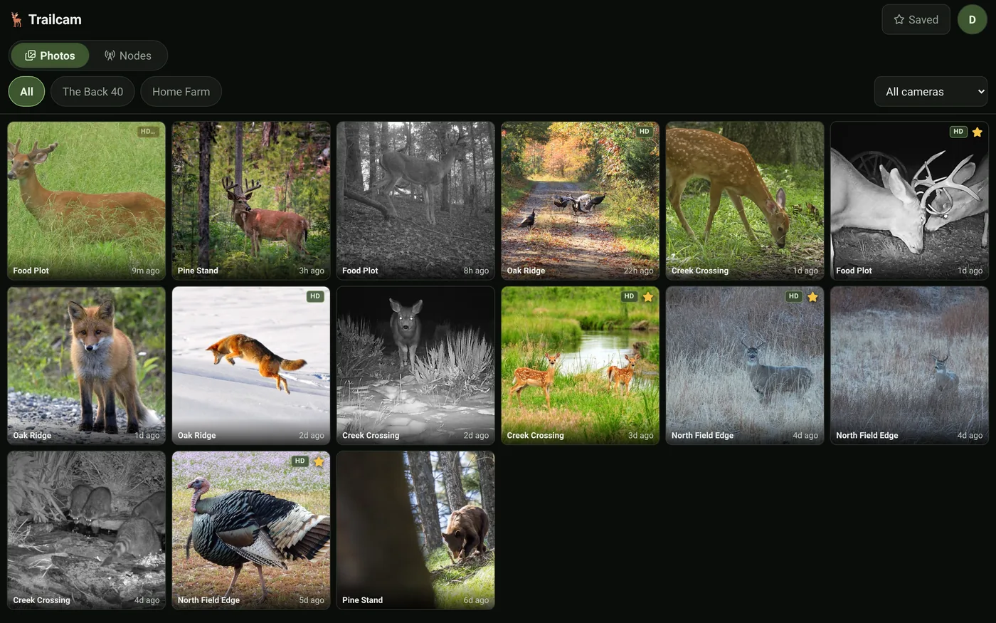 MeshCam app photo feed on desktop: a grid of wildlife photos from six cameras across two sites
