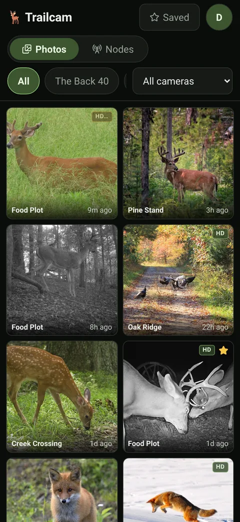 The same photo feed on a phone