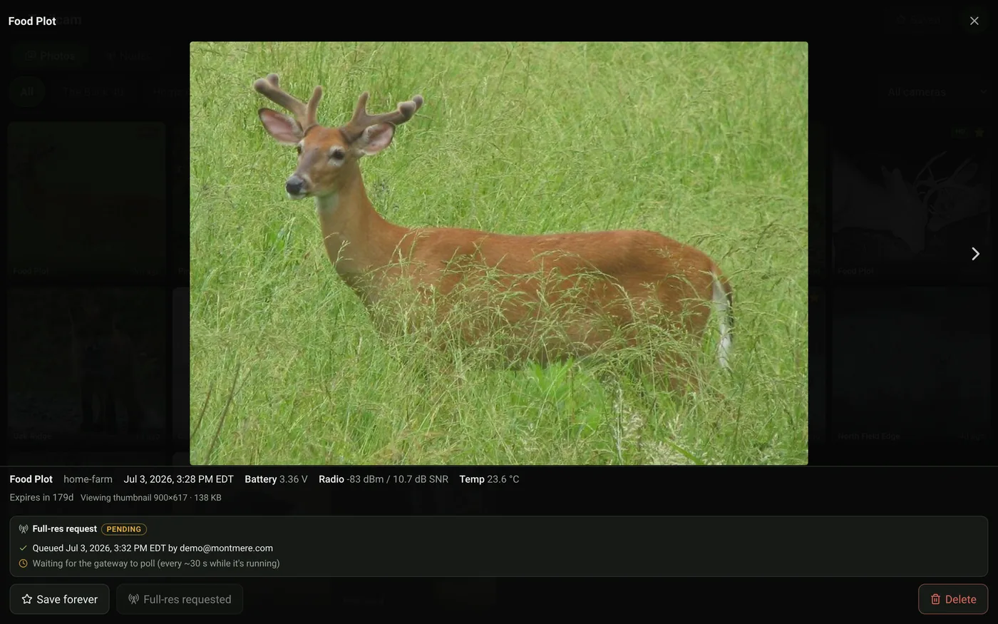 Photo detail view: a velvet buck, with battery, radio and temperature readings, and a pending full-resolution request